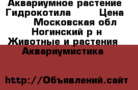 Аквариумное растение “Гидрокотила ...“ › Цена ­ 100 - Московская обл., Ногинский р-н Животные и растения » Аквариумистика   